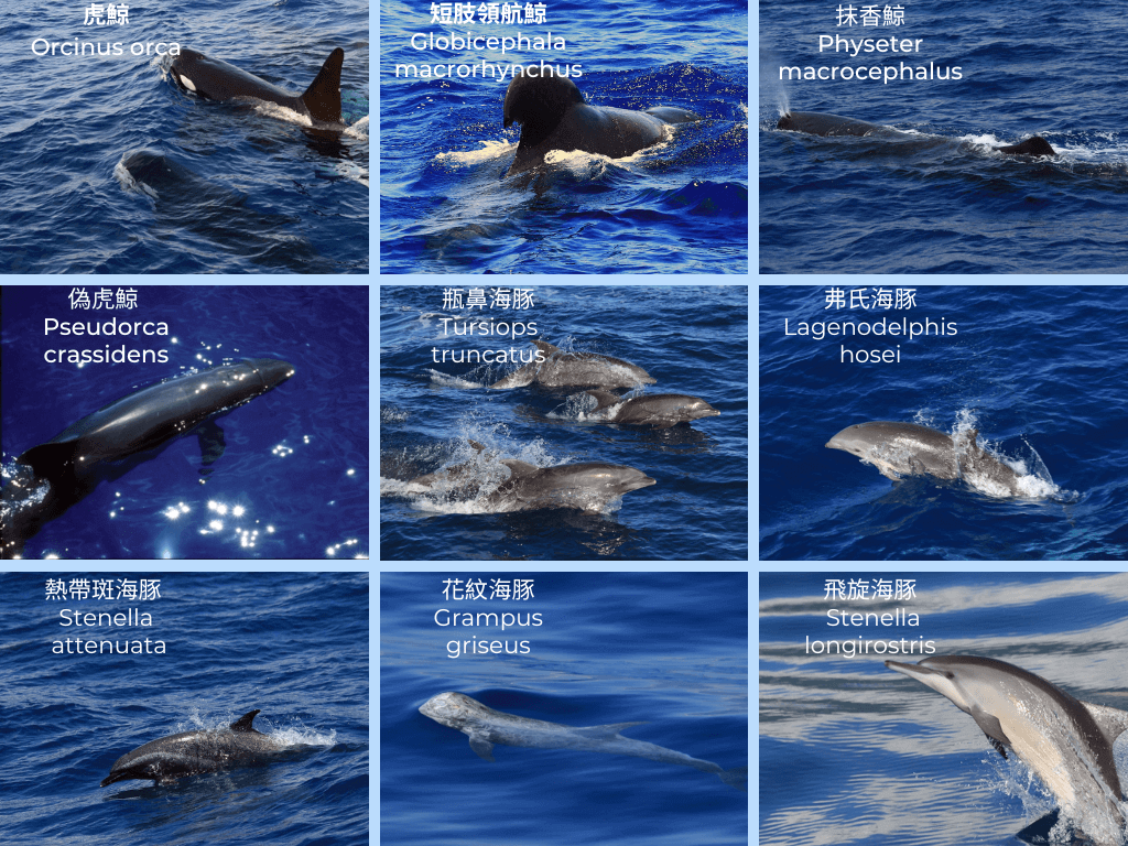 花蓮賞鯨常見的鯨豚種類